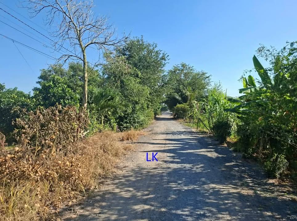 Vườn mít 11.000m² tại Mỹ Quý, Đồng Tháp giá 230 triệu - Đầu tư sinh lời ngay!