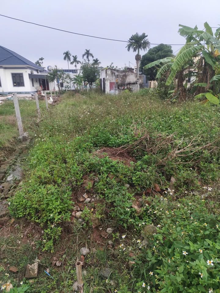 Đất thổ cư 300m² đường Nguyễn Huệ, Ninh Thuận - Tiềm năng đầu tư cao!