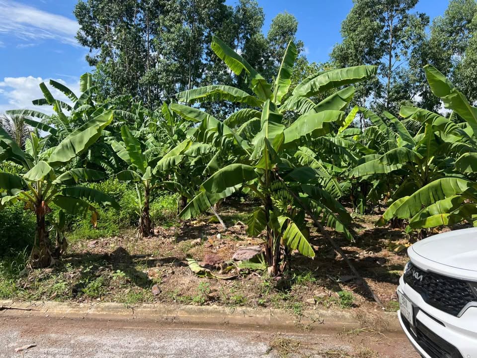 Đất nền Tiền Phong Bắc Ninh 73.6m² giá 2.6 tỷ - Đầu tư sinh lời ngay!