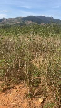 Đất nền 3 hecta tại xã Đăk Tờ Re, huyện Kon Rẫy - Giá chỉ 1,5 tỷ VND