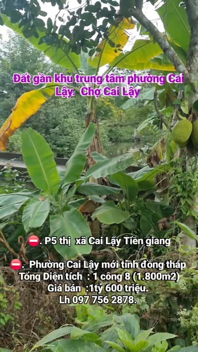 Đất nền 1.8 công đường Hà Tôn Hiến, Cai Lậy giá 1.6 tỷ - Cơ hội đầu tư hấp dẫn!