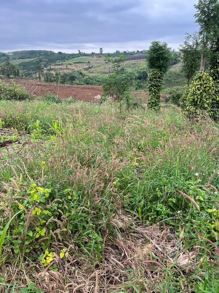 Đất trống 300m² tại Đắk R'La, Đắk Mil - Giá 300 triệu, đầu tư sinh lời!