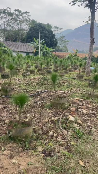 Đất thổ cư 10,000m² tại xã Tân Cương, Đại Từ giá 8 tỷ - Mặt tiền đường bê tông rộng rãi!