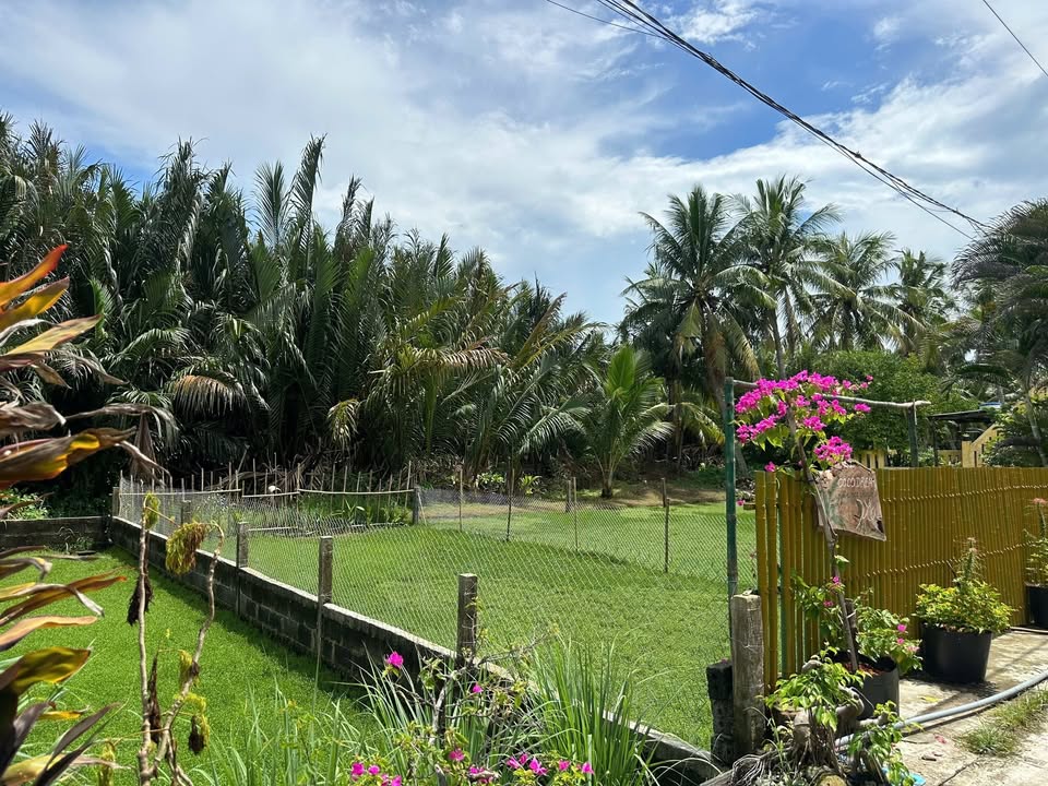 Đất Cẩm Châu 100m² giá 2.65 tỷ - View dừa xanh mát, gần Phố cổ!