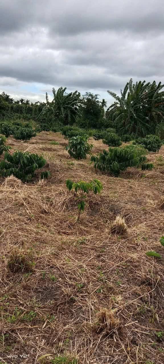 Đất thổ cư 8280m² tại Tân Hòa, Buôn Đôn - Giá chỉ 500 triệu, đầu tư sinh lời!