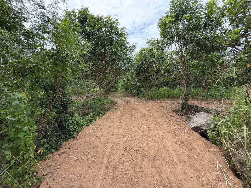 Đất vườn xoài Diên Thọ 6.370m² giá 1.55 tỷ - Đầu tư lý tưởng