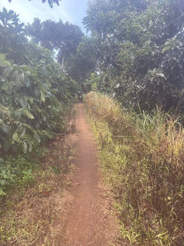 Đất nền 1ha tại Thôn Bắc Trung, xã Ea Tân - Giá chỉ 2.6 tỷ VND, cơ hội đầu tư hấp dẫn!