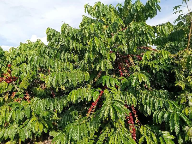 Farm 4,6 sào Ea Blang giá 1,5 tỷ - Đầu tư sinh lời ngay!