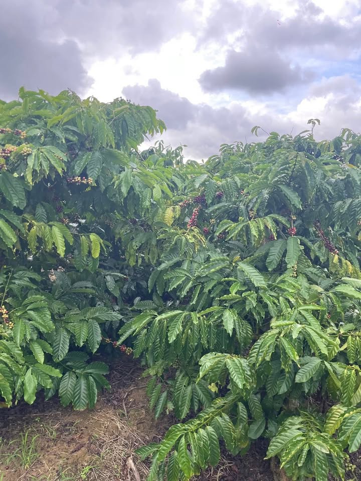 Đất vườn cà phê Ea Dăh 12.606m² - Sẵn sàng thu hoạch ngay!