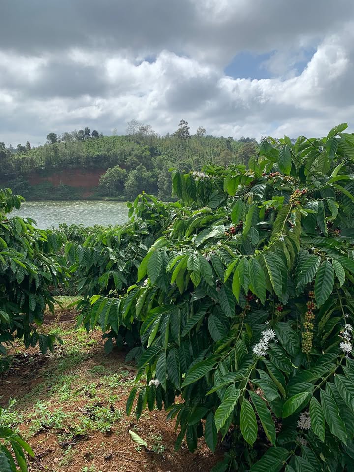 Đất nền 20.000m² Đắk Mil giá 7 tỷ - Vị trí đắc địa gần quốc lộ!