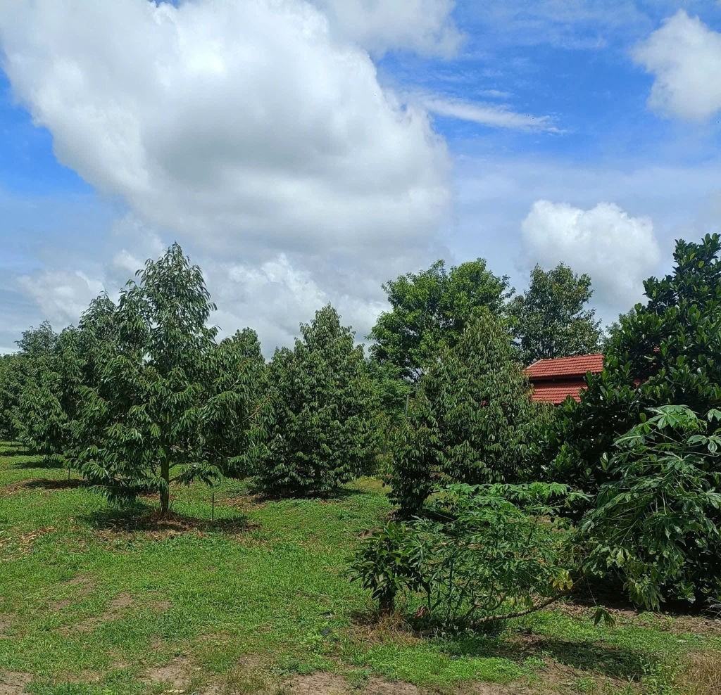 Đất vườn trái cây thập cẩm tại Bình Dương 812m² giá 460 triệu - Pháp lý rõ ràng!