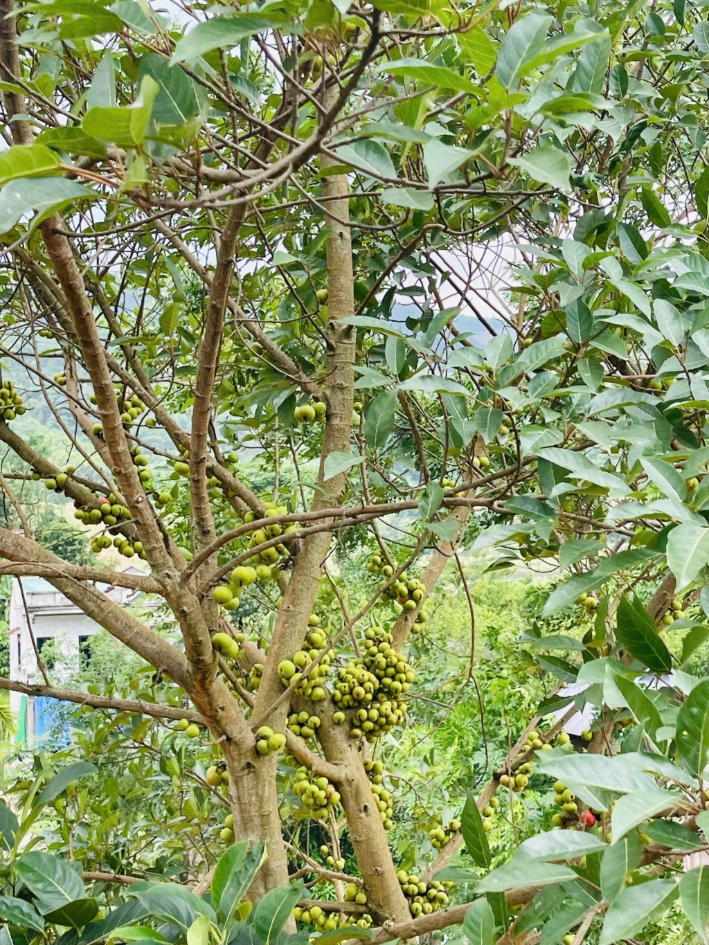 Đất vườn 3000m² tại Nam Phong, Cao Phong - View đẹp, không khí trong lành!