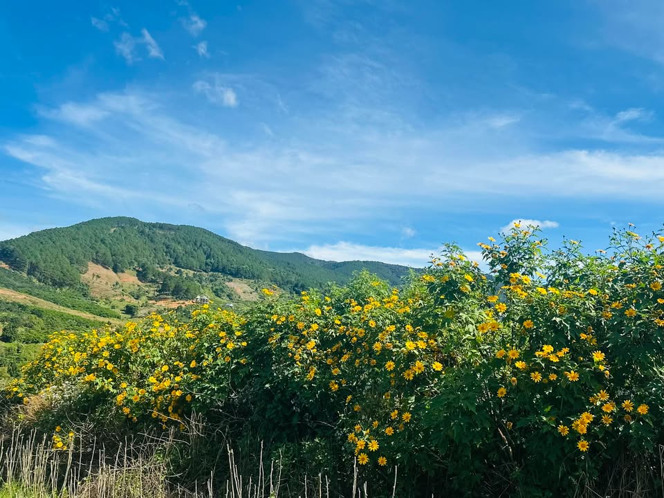 Đất thổ cư 900m² tại Đông Thanh, Lâm Hà chỉ 2,2 tỷ - Đầu tư ngay!