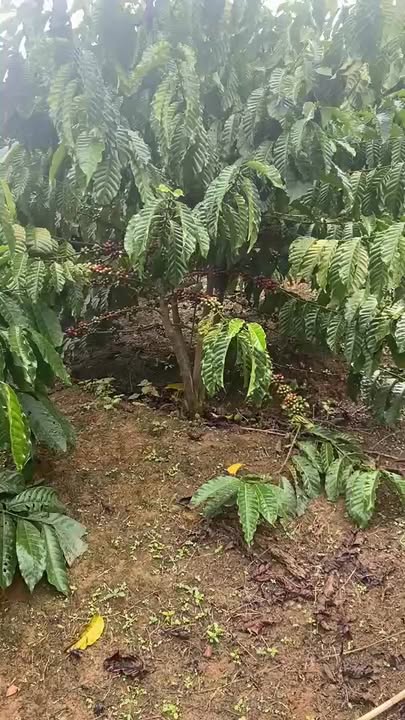 Đất thổ cư Tân Thanh, Lâm Hà 25,200m² giá 600 triệu - Cơ hội đầu tư tuyệt vời!