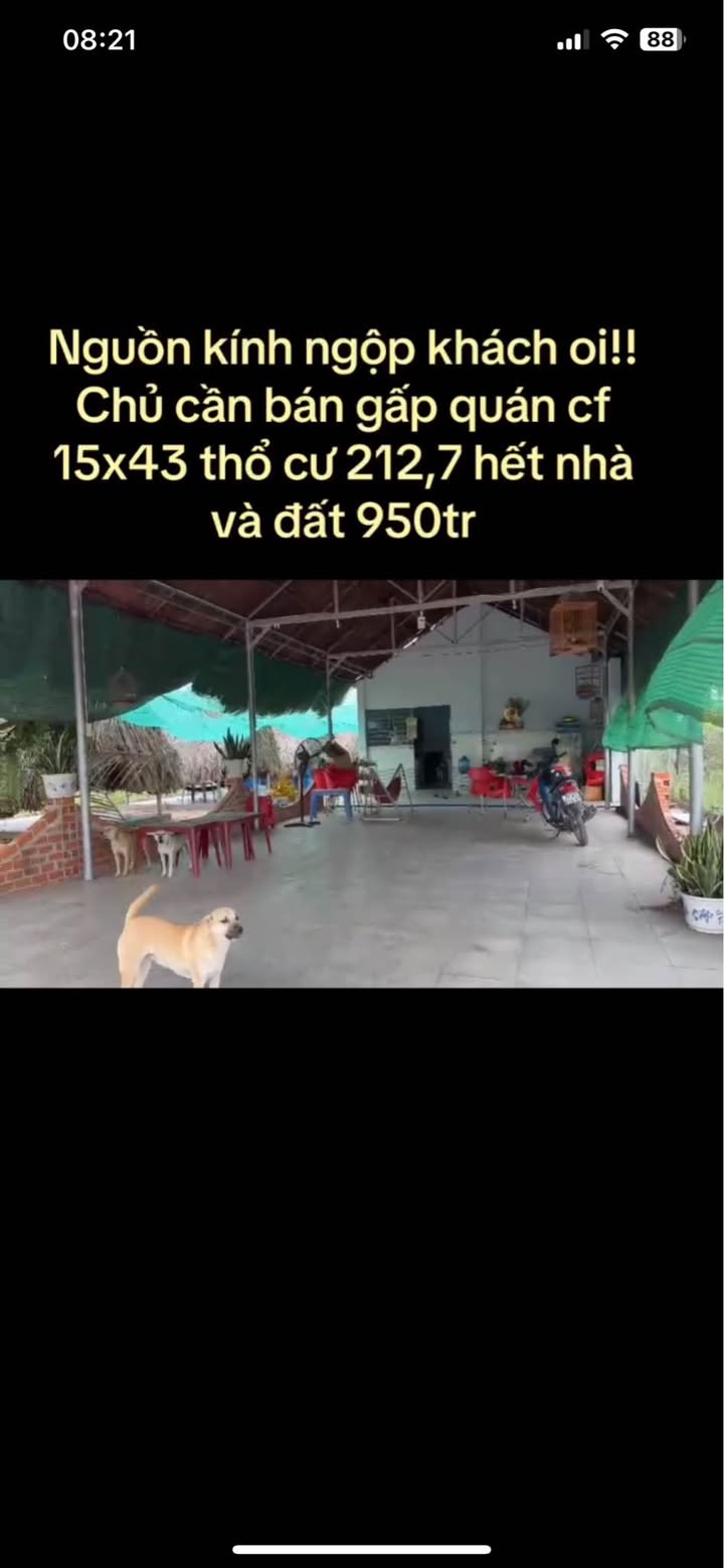 Quán cà phê Tân Thạnh 645m² giá 950 triệu - Cơ hội đầu tư hấp dẫn!