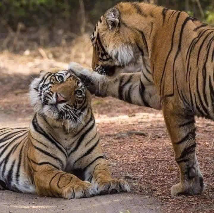 Nhà Lô Góc Mặt Đường Đông Phong 106m² giá 5.5 tỷ - Kinh doanh sầm uất!