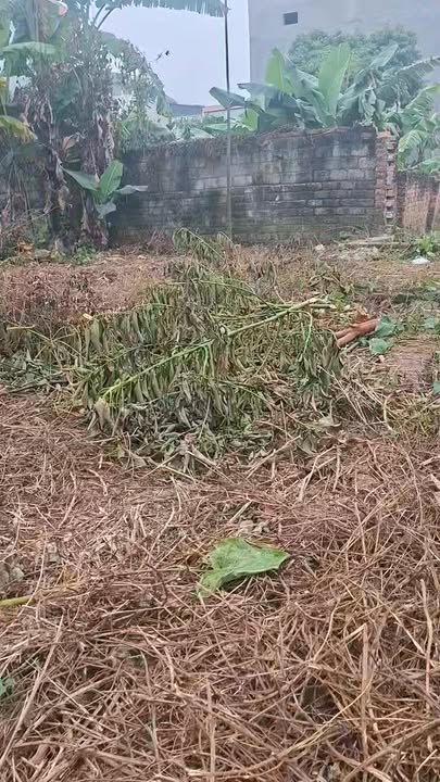 Đất nền Tân Tiến Bắc Ninh 431m² - Vị trí đắc địa gần trường học và trạm y tế!