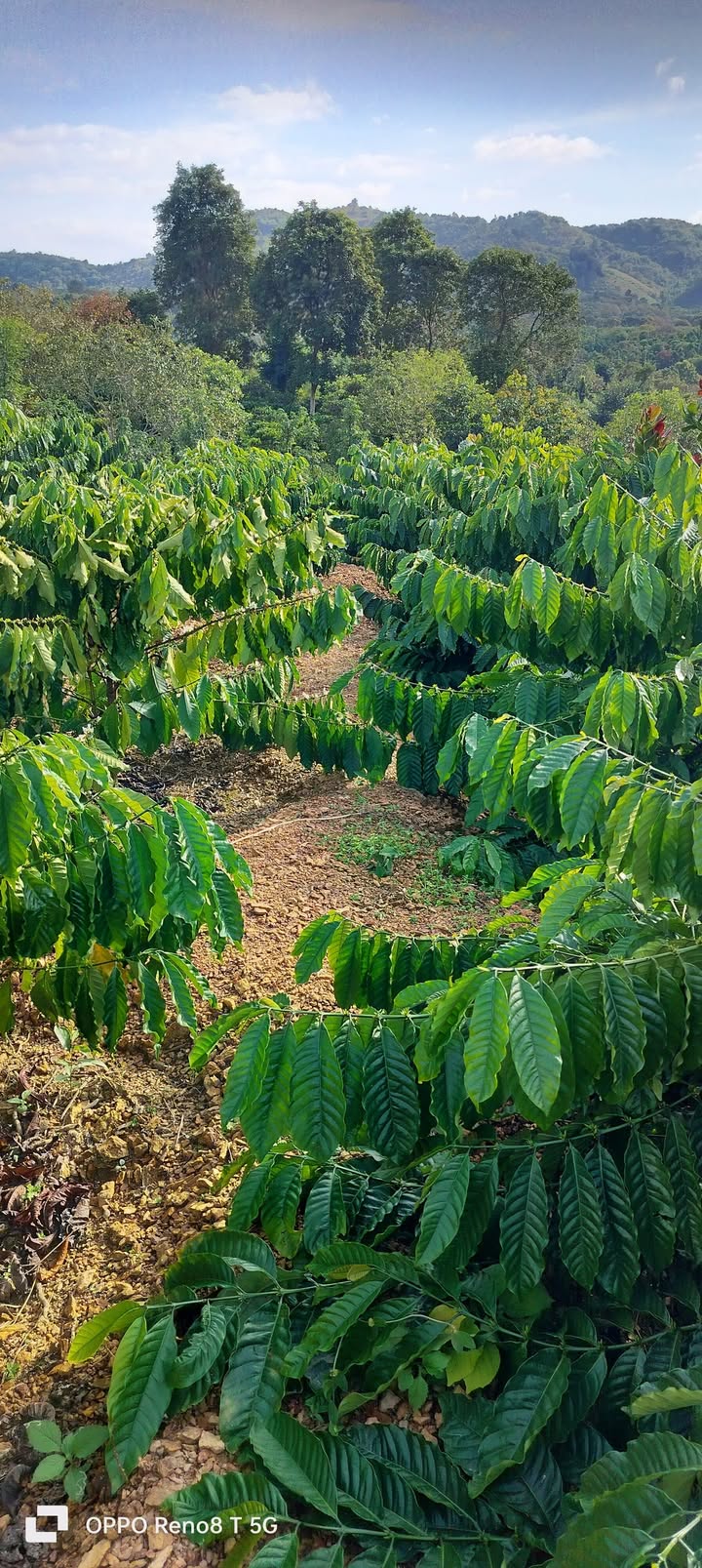 Đất Farm Hòa Phú - 360m² giá 160 triệu - Tiềm năng thu hoạch cao!