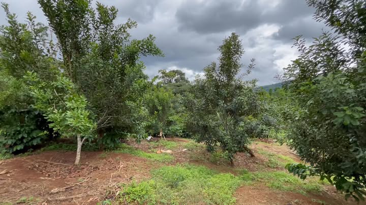 Bán Đất Farm Xã Sơn Lang 1.8ha - Đất Đỏ Tốt, Giá 1.2 Tỷ VND