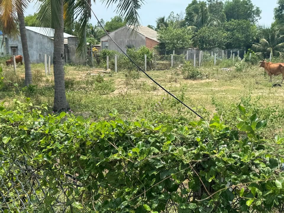 Đất Farm 1.900m² tại Diêm Trường, Phú Yên - Giá chỉ 2 tỷ VND - Cơ hội đầu tư hấp dẫn!