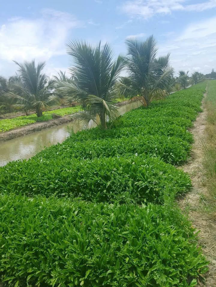 Đất vườn Long Phước, Long Hồ 48,000m² giá 3.12 tỷ - Đầu tư sinh lời ngay!