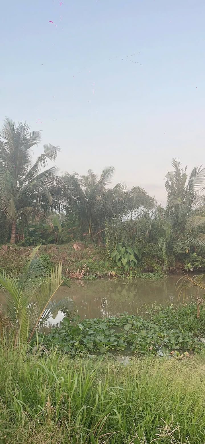 Đất nông nghiệp 12 công tại Tân Thạnh - Sóc Trăng, giá 432 triệu - Đầu tư sinh lời!