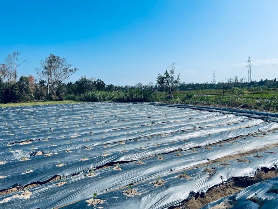 Đất trồng cây 4441m² tại xã Bình Dương, giá thỏa thuận - Cơ hội đầu tư tuyệt vời!