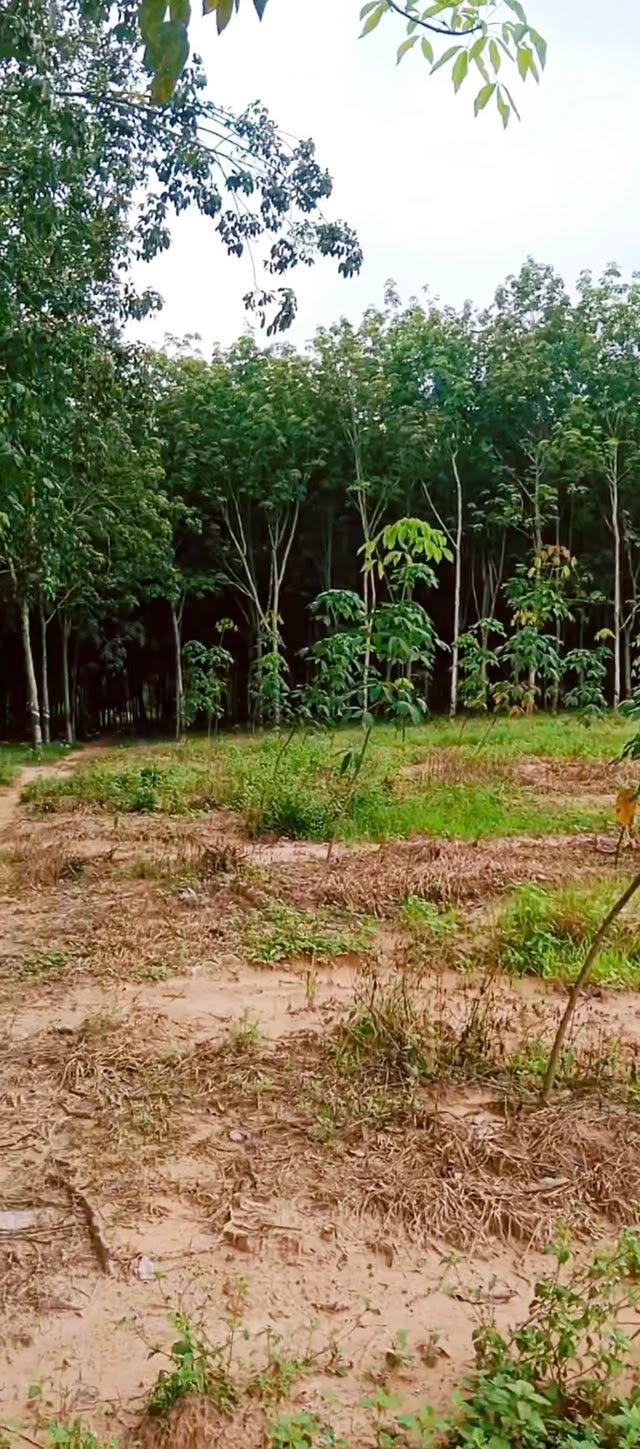 Đất CLN 5000m² An Long, Phú Giáo - Giá chỉ 2 tỷ, sổ đỏ chính chủ!