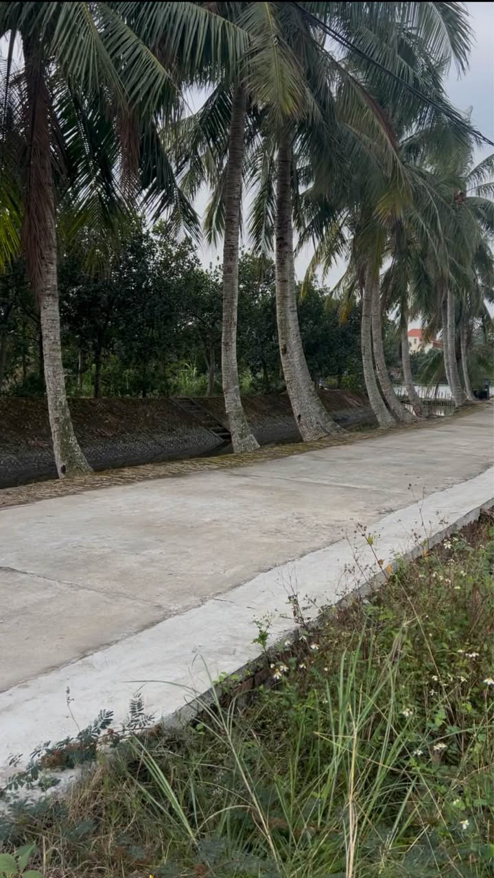 Đất nền Cẩm Chế, Thanh Hà, 200m² giá chỉ 5xx triệu - Đầu tư sinh lời ngay!