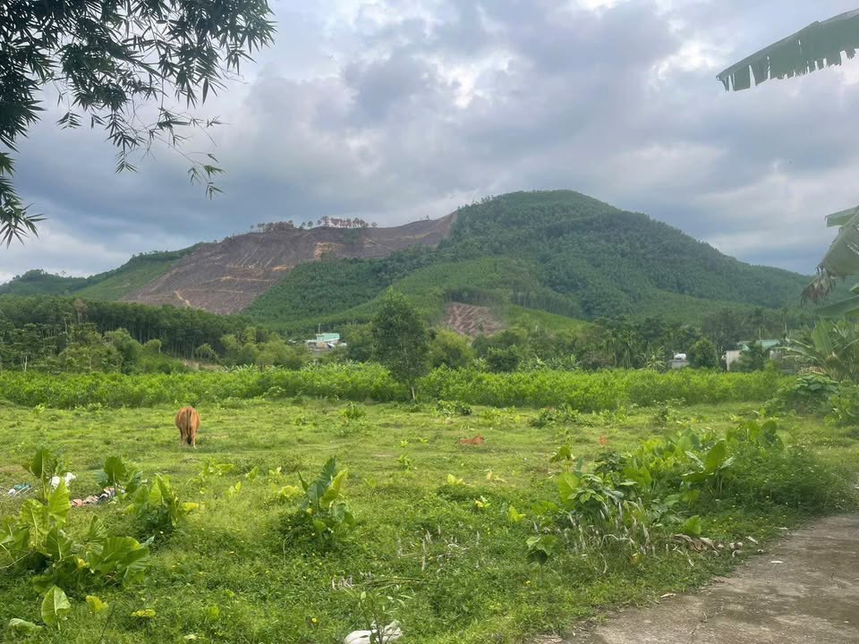 Đất nông nghiệp 25.000m² Hòa Ninh - Pháp lý rõ ràng, không vướng quy hoạch!