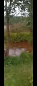 Farm cho thuê tại Ia Dơk, Đức Cơ 350 cây cà phê - Cơ hội đầu tư hấp dẫn!