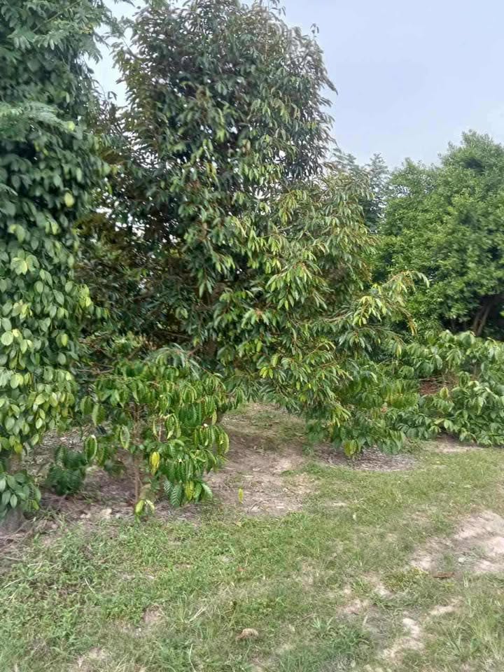 Đất nền Cư Ê Wi 360m² giá chỉ 110 triệu - Cơ hội đầu tư tuyệt vời!