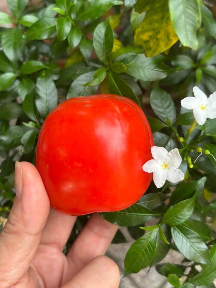 Đất nền Láng Dài 1600m² giá 900 triệu - Đầu tư sinh lời tiềm năng!