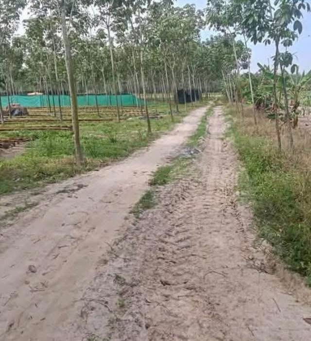 Đất nông nghiệp Trà Vong Tân Biên 20.000m² - Cơ hội đầu tư sinh lời!