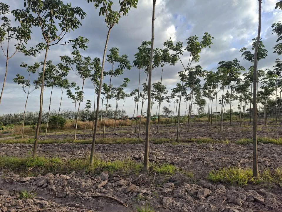 Đất nông nghiệp ấp 2 Suối Dây 16.000m² giá 1.37 tỷ - Cơ hội đầu tư tuyệt vời!