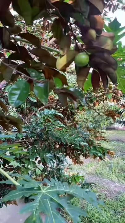 Đất nền Trường Long, Phong Điền 3000m² giá 1.3 tỷ - Cơ hội đầu tư hấp dẫn!