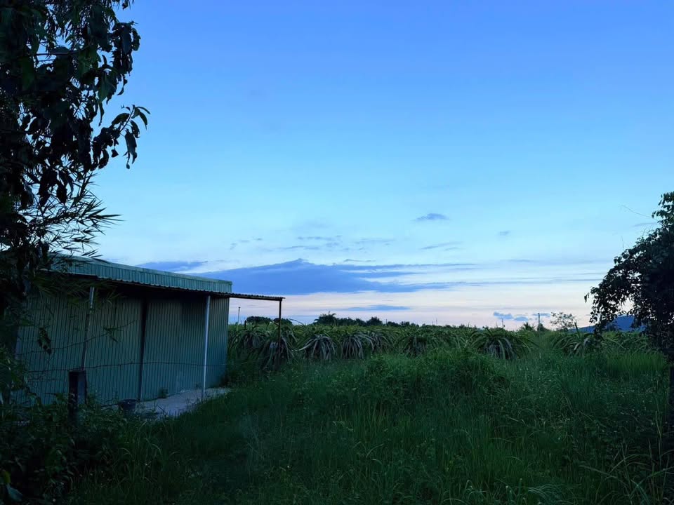 Farm vườn thanh long thôn Ba Bàu 1800m² giá 570 triệu - Sẵn sàng thu hoạch!