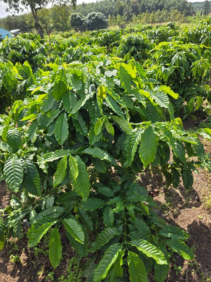 Đất nền 5000m² Quảng Hiệp, Cư M'gar giá 800 triệu - Cơ hội đầu tư tuyệt vời!