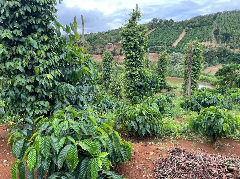 Đất nền 9000m² tại Đăk Nia, Gia Nghĩa chỉ 2.05 tỷ - Đầu tư sinh lời ngay!