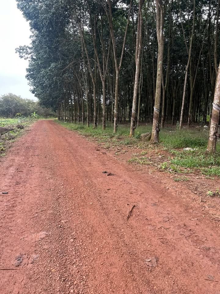 Bán 4,4ha Cao Su Tân Thành, Đồng Xoài - Mặt tiền đường rộng 400m, giá chỉ 3 tỷ/ha!