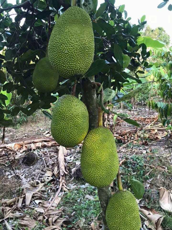 Đất vườn sầu riêng Dầu Giây 4556m² giá 6 tỷ - Đầu tư sinh lời ngay!