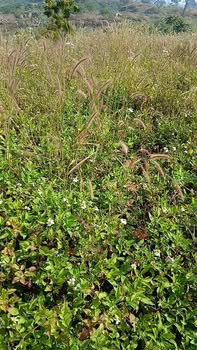 Đất nền Đan Phượng 70.000m² giá 1.26 tỷ - Đầu tư sinh lời ngay!