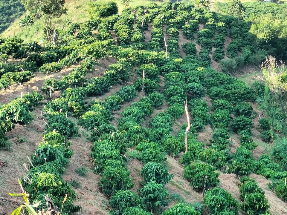 Farm 1.6ha tại Đăk Nuê, Lăk chỉ 1.1 tỷ - Cà phê đã thu hoạch sẵn sàng đầu tư!