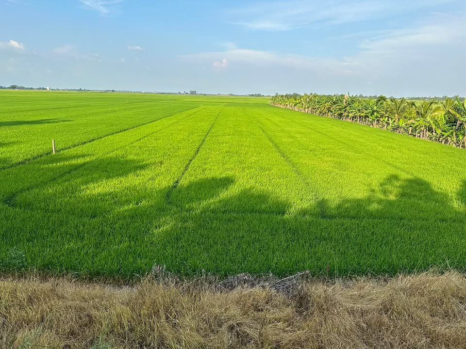 Đất nông nghiệp 12.000m² ấp Bắc Trang, Tân Hồng giá 1.8 tỷ - Cơ hội đầu tư hấp dẫn!