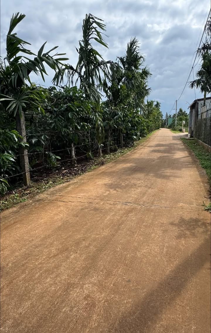 Đất nền Pơng Drang 350m² giá 1.1 tỷ - Nguồn thu từ 10 cây sầu riêng