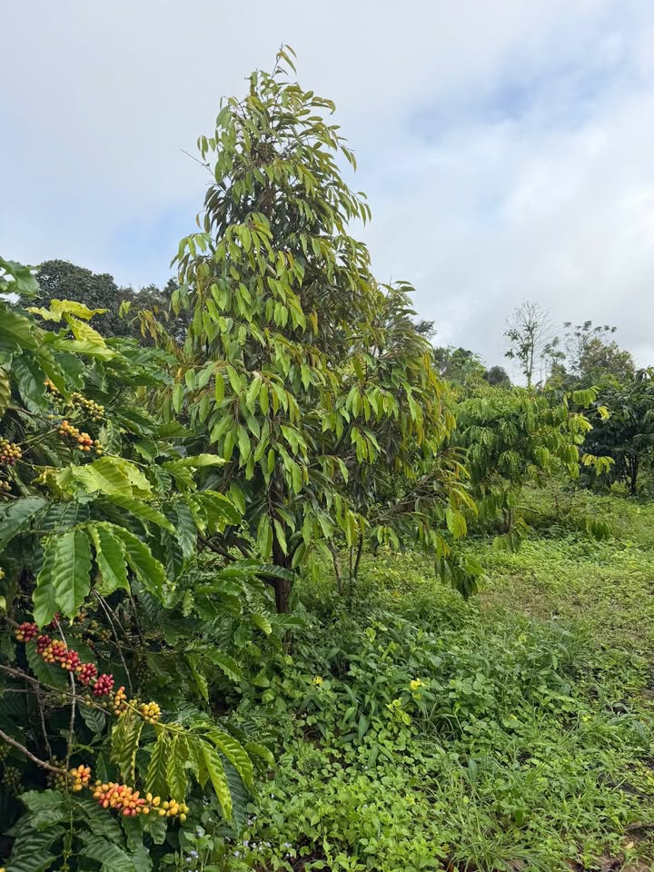 Farm Thôn 14, xã Ea Đar, huyện Ea Kar 18.000m² giá 1.15 tỷ - Đầu tư sinh lời ngay!