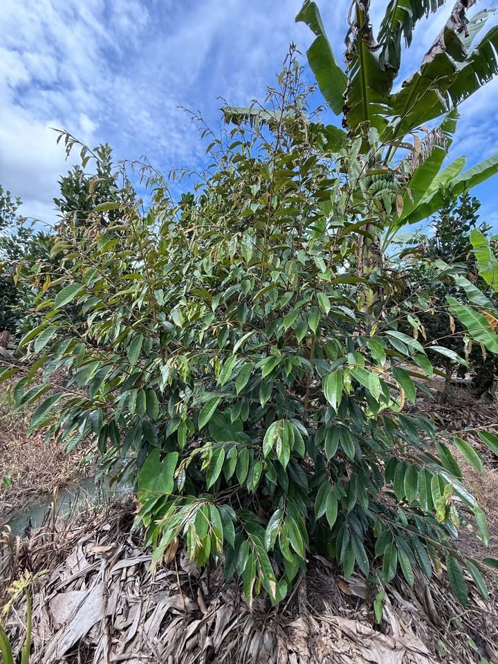 Đất nền Tân Thành Ngã Bảy 382m² giá chỉ 350 triệu - Cơ hội đầu tư không thể bỏ lỡ!