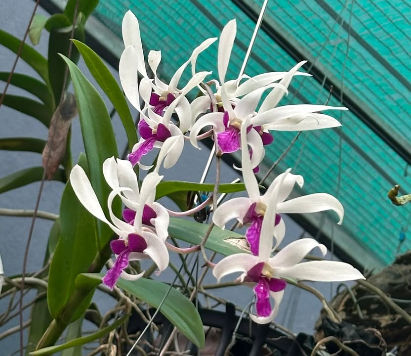 Đất nền xã Hoạt Giang, Hà Trung 150m² giá 1 tỷ - Sổ hồng trao tay!