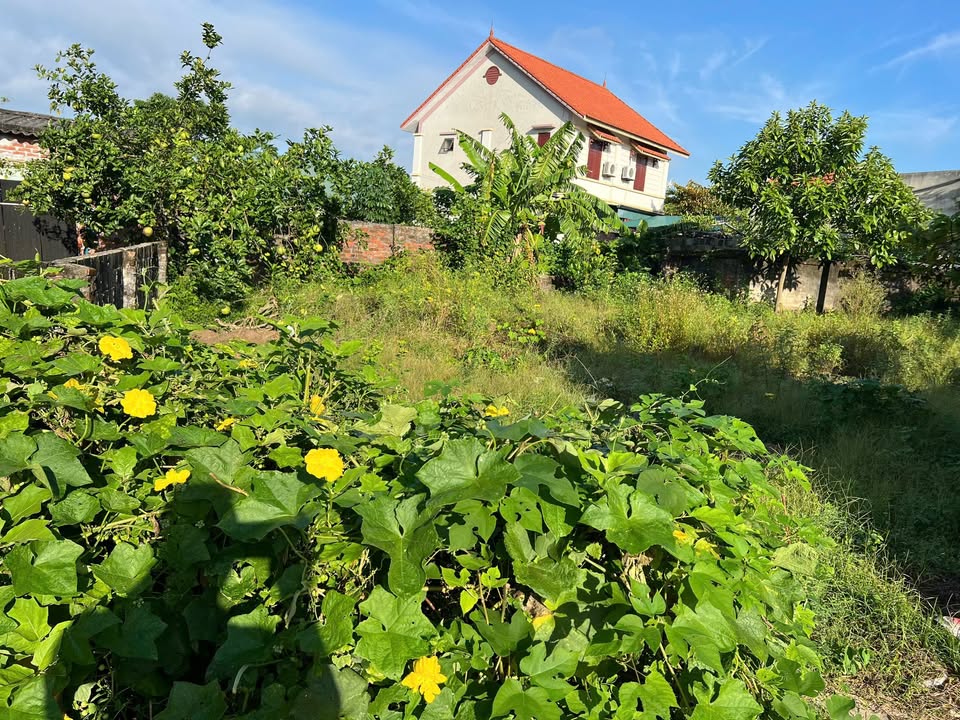 Đất thổ cư 200m² tại Quỳnh Hồng - Gần trường cấp 1 và chợ, giá chỉ 12 triệu!