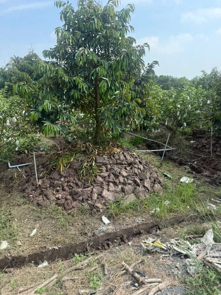 Đất vườn sầu riêng tại Bình Hàng Trung 9800m² giá 7 tỷ - Tiềm năng đầu tư sinh lời!